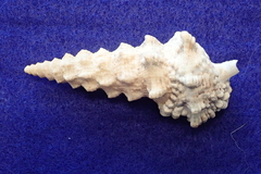 Cerithium nodulosum
