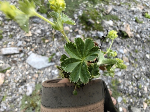 Alchemilla japonica iNat (1)