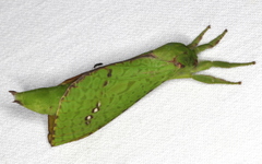 Aenetus eximia