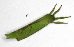 Aenetus eximia