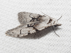 Nola delograpta