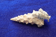 Cerithium nodulosum