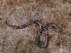 Hydrops triangularis