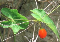 Solena amplexicaulis