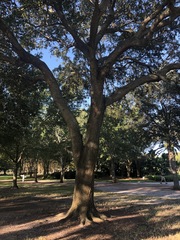 Quercus virginiana
