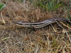 Dunn's Mabuya photo 4