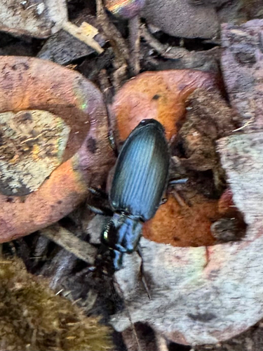 Laemostenus complanatus observed 2025-07-04