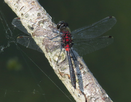 Belted Whiteface photographed in Alaska