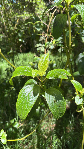 Phyllostegia ambigua observed 2025-07-04
