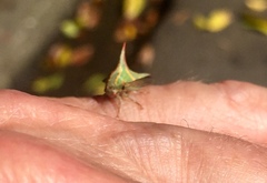Umbonia
