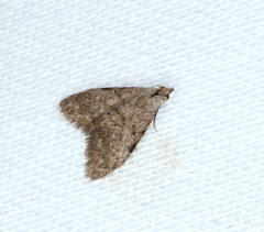 Nola pleurosema