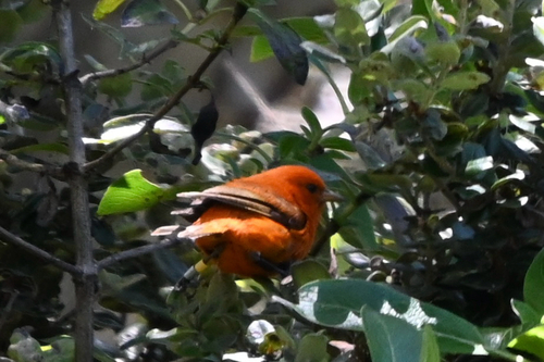 Loxops coccineus observed 2025-07-04
