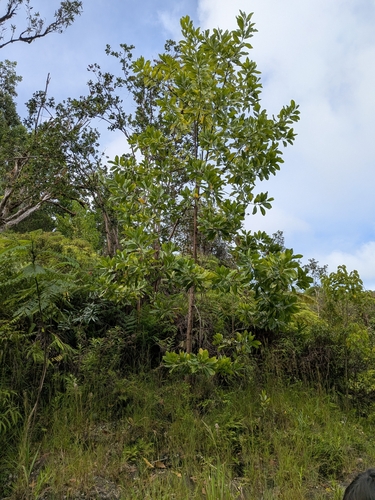 Acacia mangium observed 2025-07-04