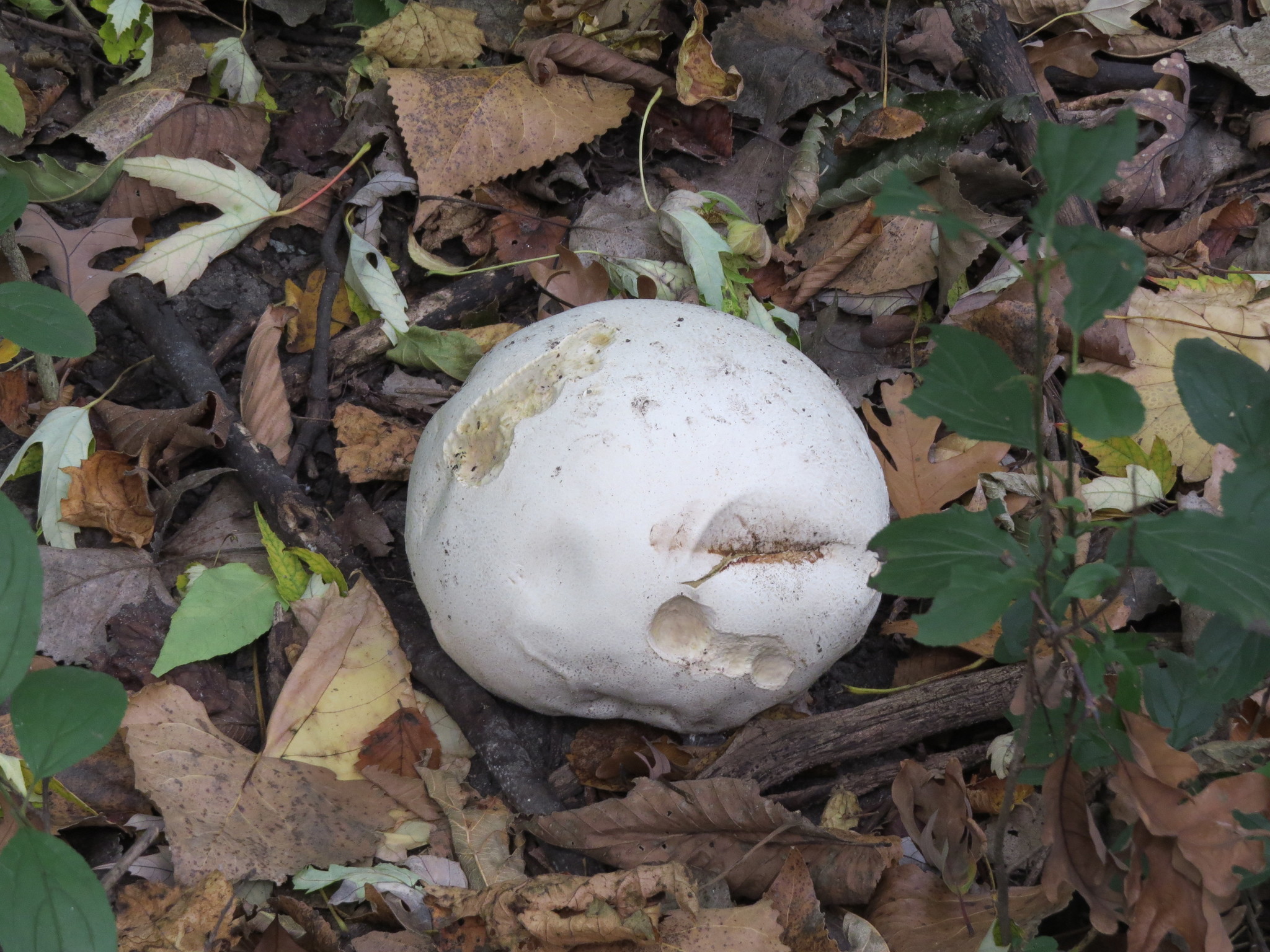 Calvatia gigantea image