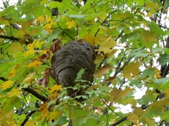 Dolichovespula maculata