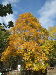 Acer platanoides