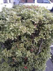 Pittosporum tobira