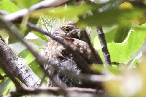 View observation of {o.common_name} on iNaturalist