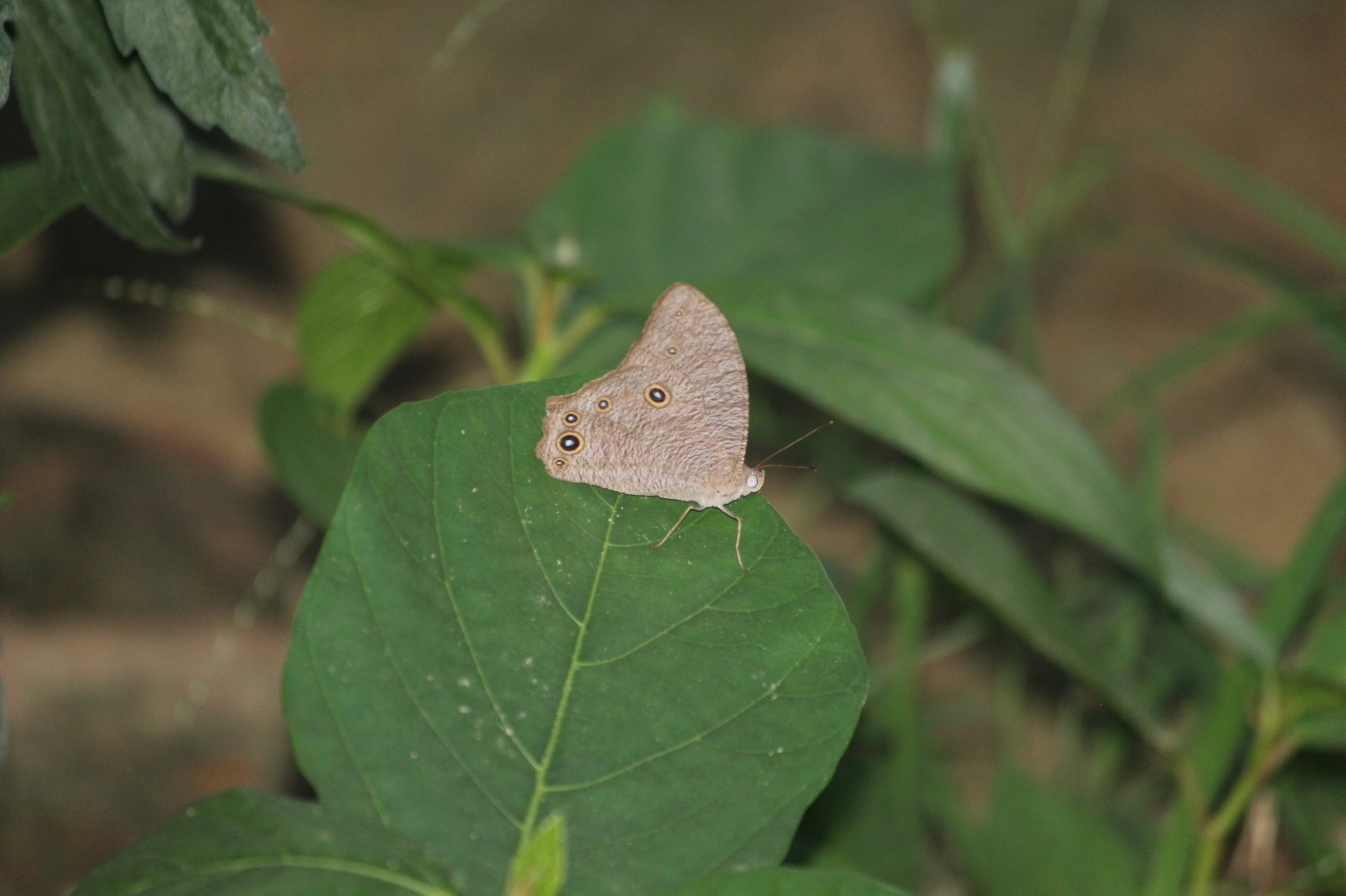 Common Evening Brown