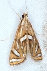 Margarosticha euprepialis