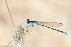 Argia leonorae