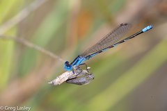 Argia leonorae