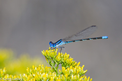 Argia leonorae