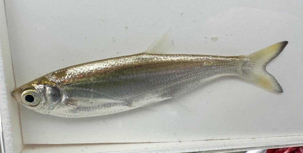 Siamese Sharpbelly Minnow