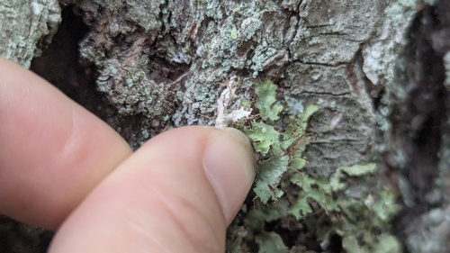 Tuckermannopsis ciliaris observed 2025-07-04