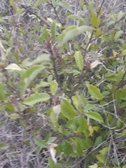 Karwinskia humboldtiana