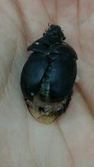 Geotrupidae