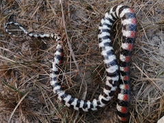 Hydrops triangularis