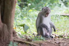Macaca fascicularis condorensis
