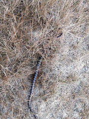 Hydrops triangularis