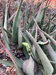 Aloe lutescens, photograph author not stated, no rights reserved