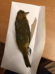 Piranga rubra