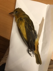 Piranga rubra