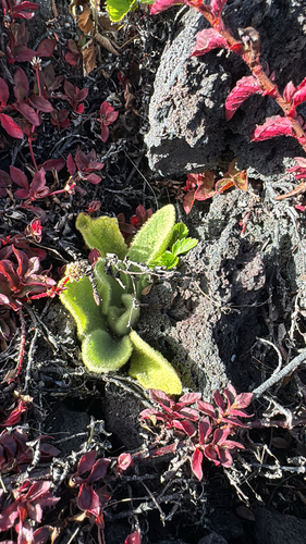 Verbascum thapsus observed 2025-07-04