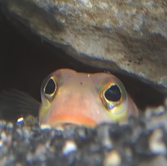 Narrow-Barred Grubfish photo 2