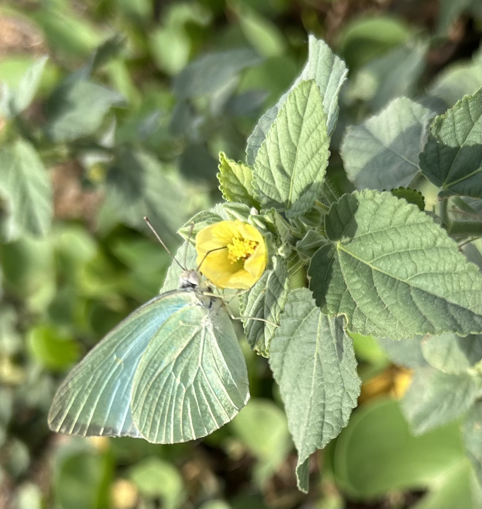 Mottled Emigrant