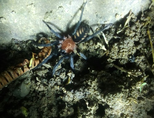 Linothele fallax · iNaturalist