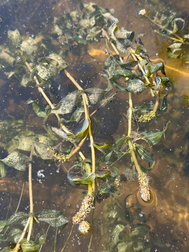 Richardson's pondweed (Potamogeton richardsonii)