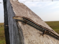 Dunn's Mabuya photo 5