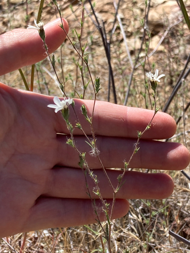 Smallflower Western Rosinweed (Calycadenia pauciflora)