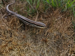 Dunn's Mabuya photo 3