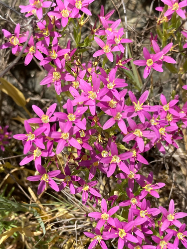 alkali centaury (Zeltnera trichantha)