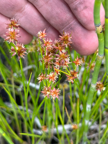 Knotted rush (Juncus nodosus)
