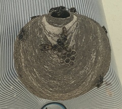 Polybia occidentalis bohemani