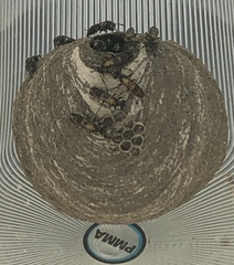 Polybia occidentalis bohemani