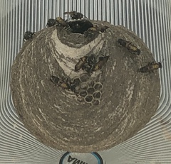 Polybia occidentalis bohemani